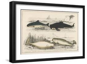 Four Different Whales Including the Porpoise Ca'Ing Whale White Whale and the Narwhal-null-Framed Art Print