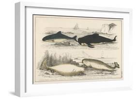 Four Different Whales Including the Porpoise Ca'Ing Whale White Whale and the Narwhal-null-Framed Art Print