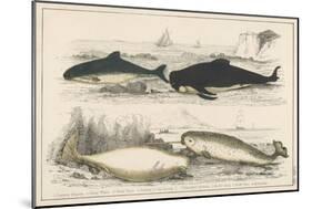 Four Different Whales Including the Porpoise Ca'Ing Whale White Whale and the Narwhal-null-Mounted Art Print