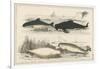 Four Different Whales Including the Porpoise Ca'Ing Whale White Whale and the Narwhal-null-Framed Art Print