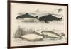 Four Different Whales Including the Porpoise Ca'Ing Whale White Whale and the Narwhal-null-Framed Art Print