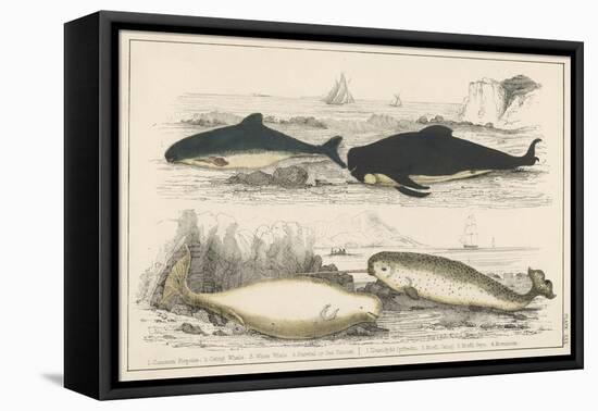 Four Different Whales Including the Porpoise Ca'Ing Whale White Whale and the Narwhal-null-Framed Stretched Canvas