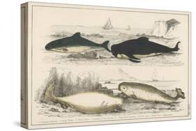 Four Different Whales Including the Porpoise Ca'Ing Whale White Whale and the Narwhal-null-Stretched Canvas