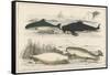 Four Different Whales Including the Porpoise Ca'Ing Whale White Whale and the Narwhal-null-Framed Stretched Canvas