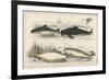 Four Different Whales Including the Porpoise Ca'Ing Whale White Whale and the Narwhal-null-Framed Art Print