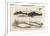 Four Different Whales Including the Porpoise Ca'Ing Whale White Whale and the Narwhal-null-Framed Premium Giclee Print