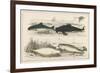 Four Different Whales Including the Porpoise Ca'Ing Whale White Whale and the Narwhal-null-Framed Premium Giclee Print