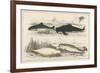 Four Different Whales Including the Porpoise Ca'Ing Whale White Whale and the Narwhal-null-Framed Premium Giclee Print