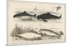 Four Different Whales Including the Porpoise Ca'Ing Whale White Whale and the Narwhal-null-Mounted Premium Giclee Print