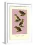 Four Downy Young Ducks-Allan Brooks-Framed Art Print