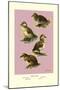 Four Downy Young Ducks-Allan Brooks-Mounted Art Print