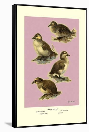 Four Downy Young Ducks-Allan Brooks-Framed Stretched Canvas