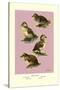 Four Downy Young Ducks-Allan Brooks-Stretched Canvas