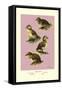 Four Downy Young Ducks-Allan Brooks-Framed Stretched Canvas