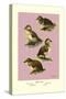 Four Downy Young Ducks-Allan Brooks-Stretched Canvas