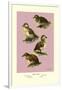 Four Downy Young Ducks-Allan Brooks-Framed Art Print