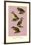 Four Downy Young Ducks-Allan Brooks-Framed Art Print