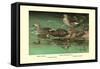 Four Duck Varieties-Allan Brooks-Framed Stretched Canvas