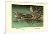 Four Duck Varieties-Allan Brooks-Framed Art Print