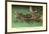 Four Duck Varieties-Allan Brooks-Framed Art Print