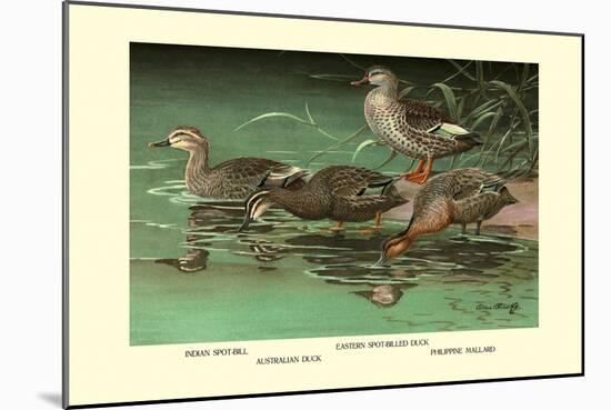 Four Duck Varieties-Allan Brooks-Mounted Art Print