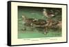 Four Duck Varieties-Allan Brooks-Framed Stretched Canvas