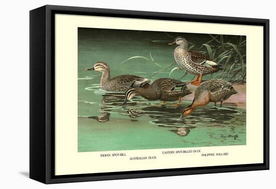 Four Duck Varieties-Allan Brooks-Framed Stretched Canvas
