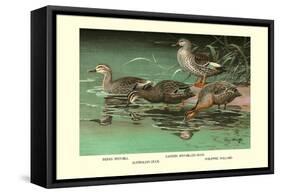 Four Duck Varieties-Allan Brooks-Framed Stretched Canvas