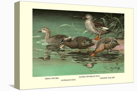 Four Duck Varieties-Allan Brooks-Stretched Canvas