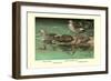 Four Duck Varieties-Allan Brooks-Framed Art Print