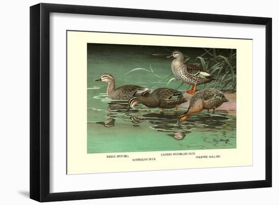 Four Duck Varieties-Allan Brooks-Framed Art Print