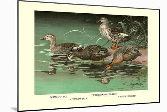 Four Duck Varieties-Allan Brooks-Mounted Art Print