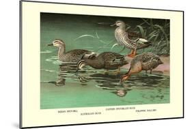 Four Duck Varieties-Allan Brooks-Mounted Art Print