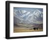 Four Eagle Hunters in Tolbo Sum, Golden Eagle Festival, Mongolia-Amos Nachoum-Framed Photographic Print