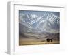 Four Eagle Hunters in Tolbo Sum, Golden Eagle Festival, Mongolia-Amos Nachoum-Framed Photographic Print