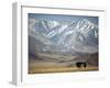 Four Eagle Hunters in Tolbo Sum, Golden Eagle Festival, Mongolia-Amos Nachoum-Framed Photographic Print