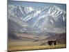 Four Eagle Hunters in Tolbo Sum, Golden Eagle Festival, Mongolia-Amos Nachoum-Mounted Photographic Print