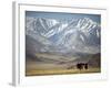 Four Eagle Hunters in Tolbo Sum, Golden Eagle Festival, Mongolia-Amos Nachoum-Framed Photographic Print