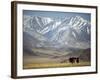 Four Eagle Hunters in Tolbo Sum, Golden Eagle Festival, Mongolia-Amos Nachoum-Framed Photographic Print