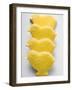 Four Easter Biscuits (Yellow Chicks)-null-Framed Photographic Print