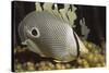 Four Eye Butterfly Fish-Hal Beral-Stretched Canvas