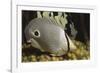 Four Eye Butterfly Fish-Hal Beral-Framed Photographic Print