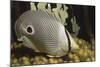 Four Eye Butterfly Fish-Hal Beral-Mounted Photographic Print