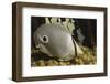 Four Eye Butterfly Fish-Hal Beral-Framed Photographic Print