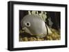 Four Eye Butterfly Fish-Hal Beral-Framed Photographic Print