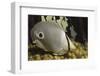 Four Eye Butterfly Fish-Hal Beral-Framed Photographic Print