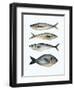 Four Fish I-Emma Scarvey-Framed Art Print