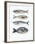 Four Fish I-Emma Scarvey-Framed Art Print