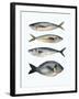 Four Fish I-Emma Scarvey-Framed Art Print