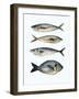 Four Fish I-Emma Scarvey-Framed Art Print